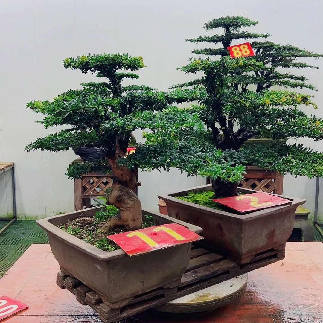 不开花植物罗汉松