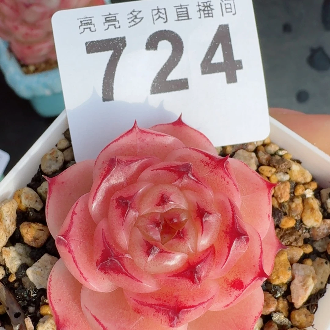 金辉珍妮      愿你一路坦途，乘风破浪展宏图