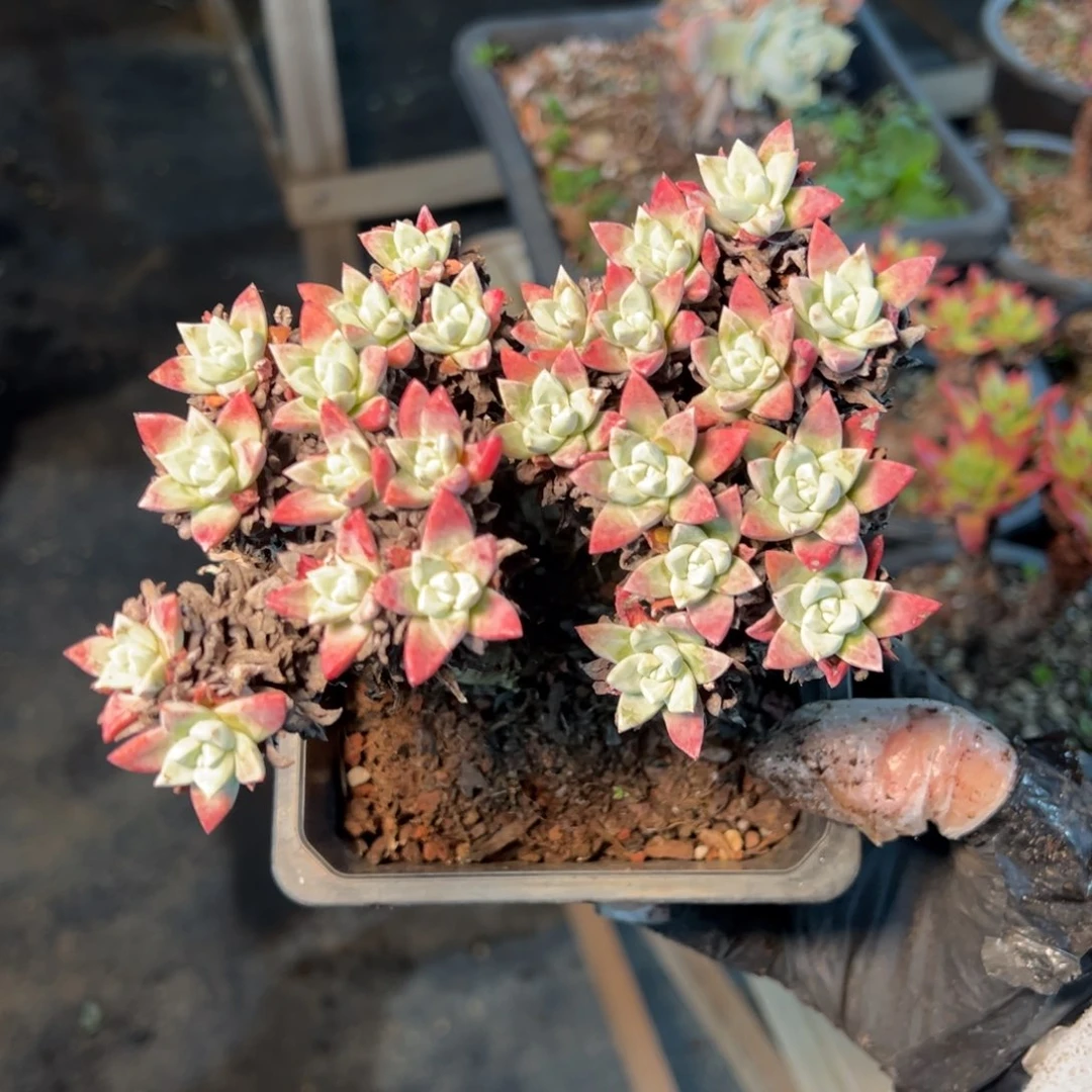 208哈哈哈哈哈哈苹果叶24头