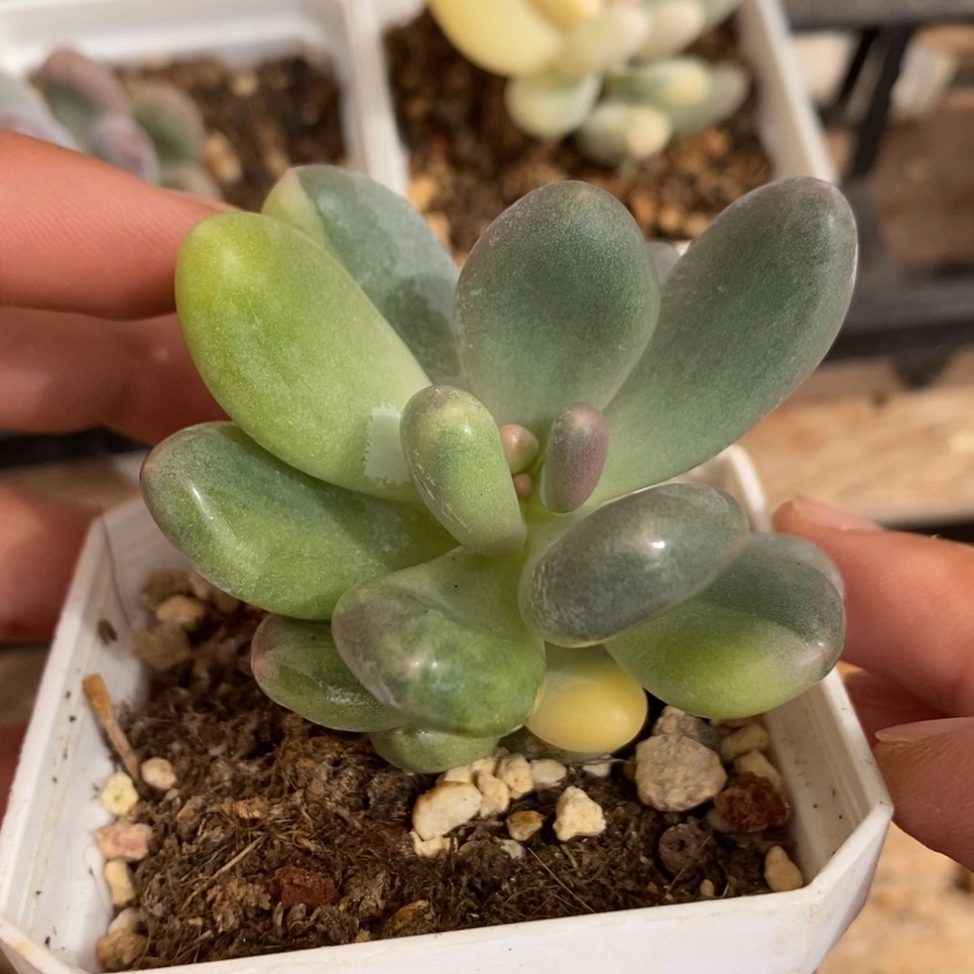 奶酪锦多肉植物9221