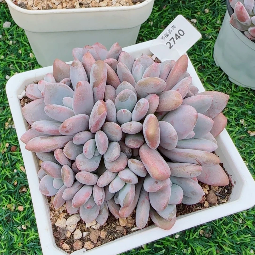 粉兔群，2740多肉植物