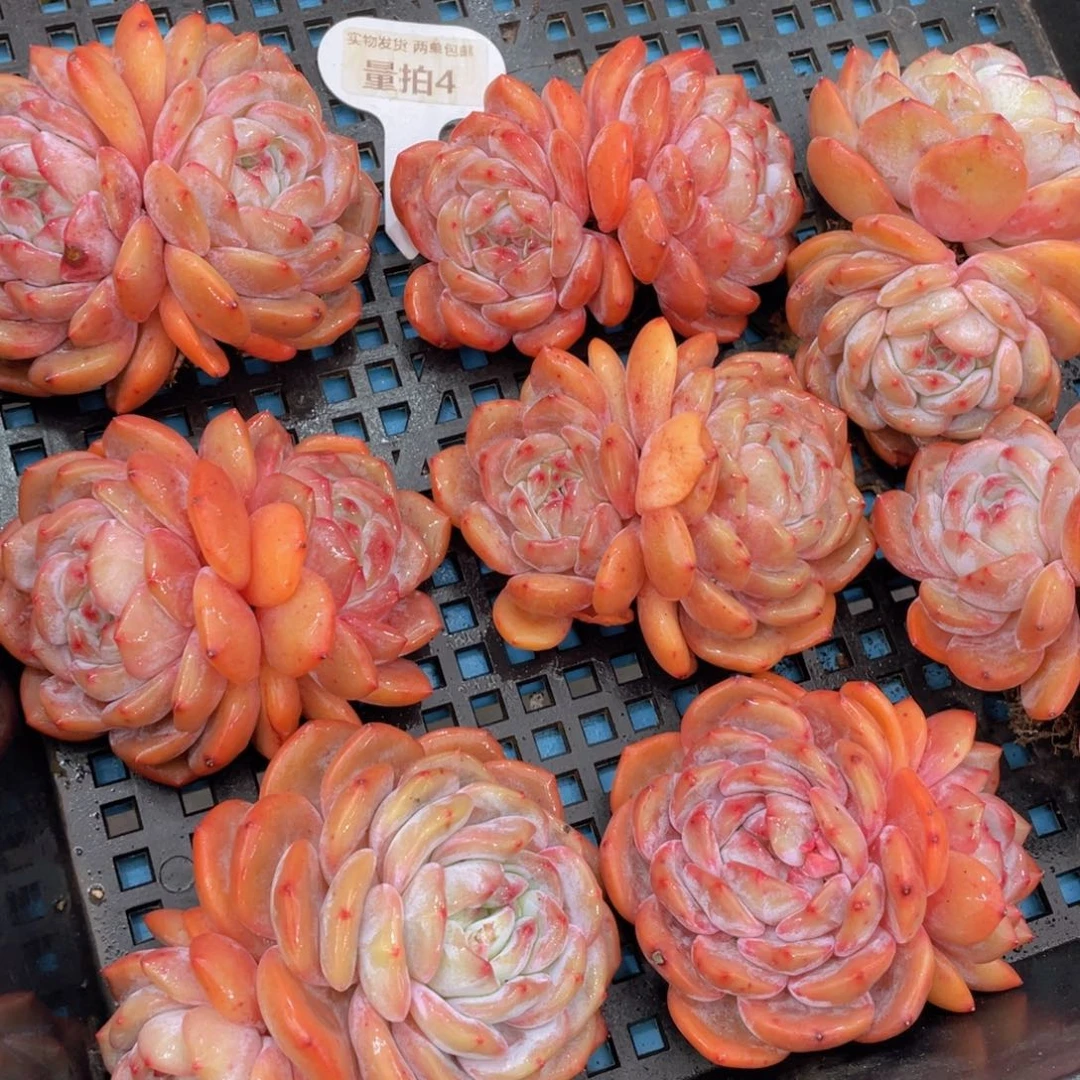 量拍4号石榴籽梦露双头母本老桩一个