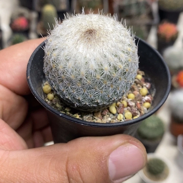 大号月世界特价福利