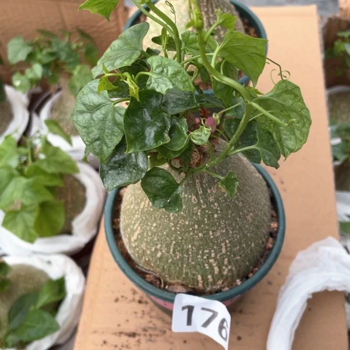 越*樾176银叶睡布袋块根