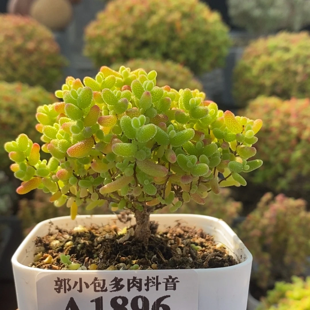 开播福利蜜橘糖球1896