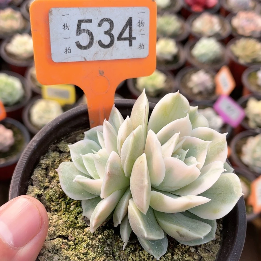 【闪购商品】534号