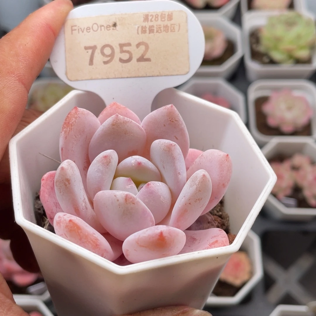 雪梦7952-5.5厘米