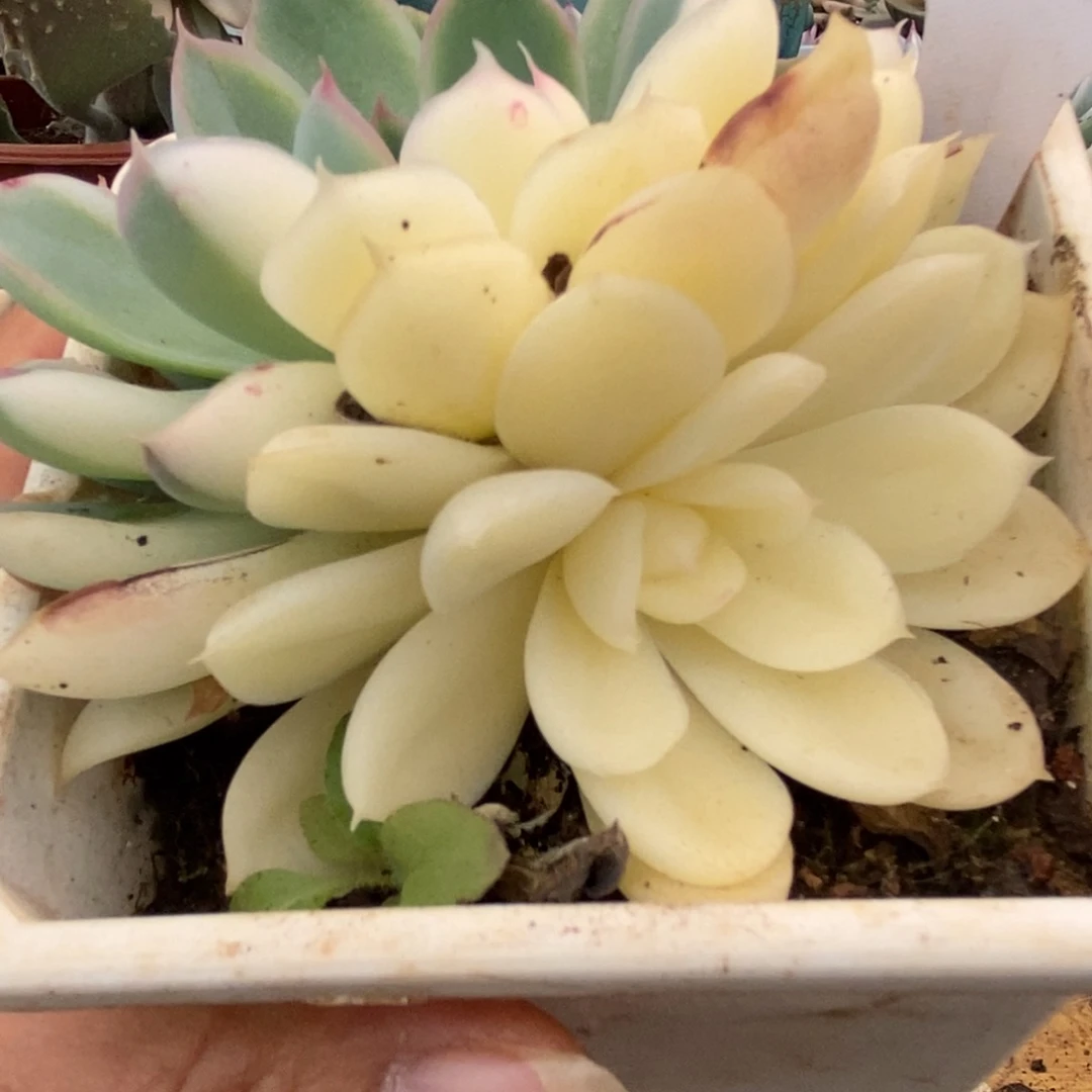 429捏黄花锦锦锦锦锦锦锦