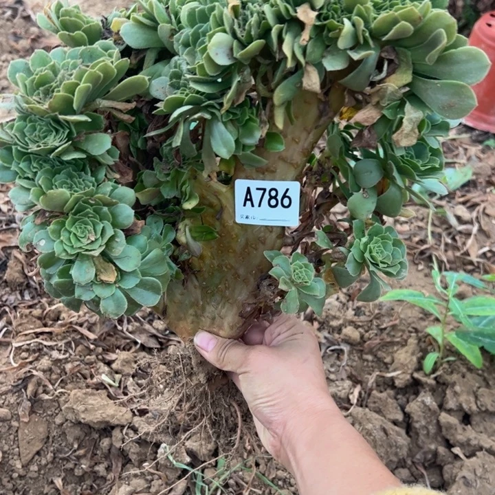 绿缀多肉植物786.