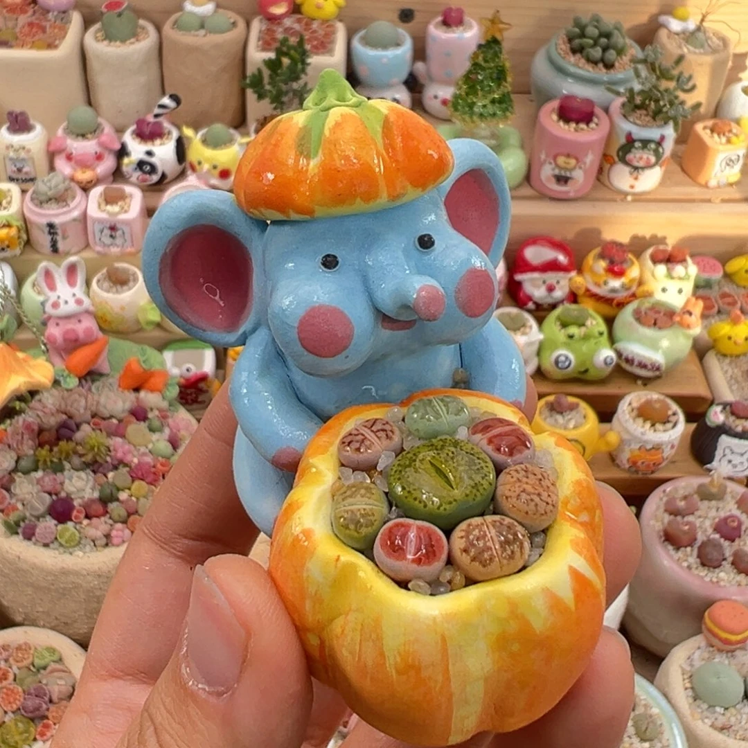 多肉植物32号彩色