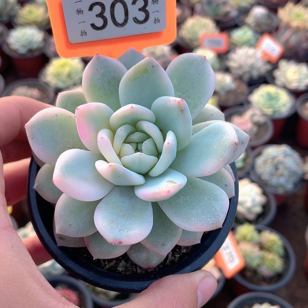 梦露锦303号多肉植物