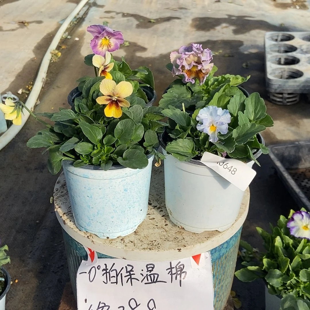 大部分花苞少量开放648