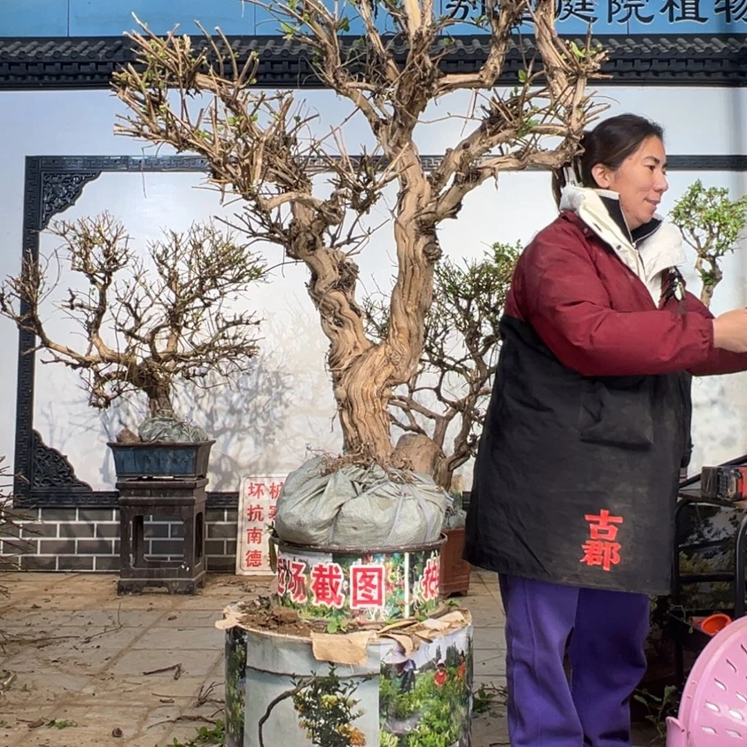 无花朵金银花58855588889