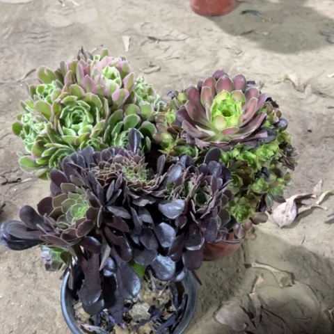 330多肉植物组合