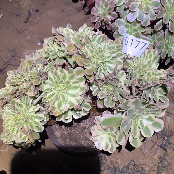 多肉植物法师177女巫缀