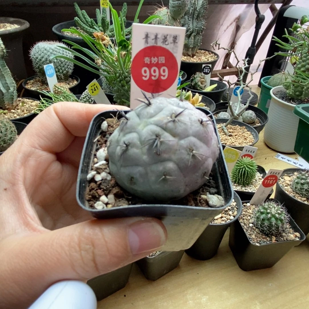 自根黑刺海胆习志野4.3cm