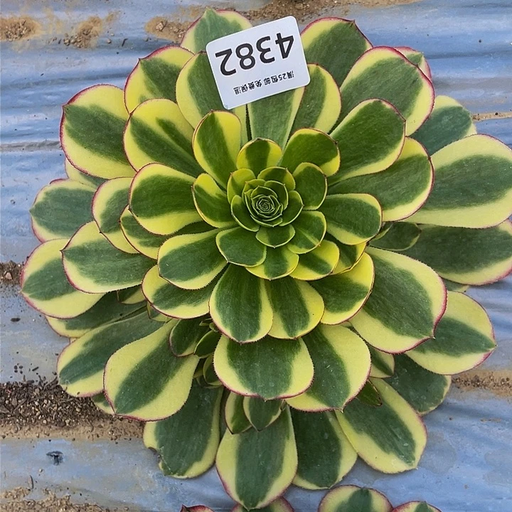 4382万圣节奶白多肉植物