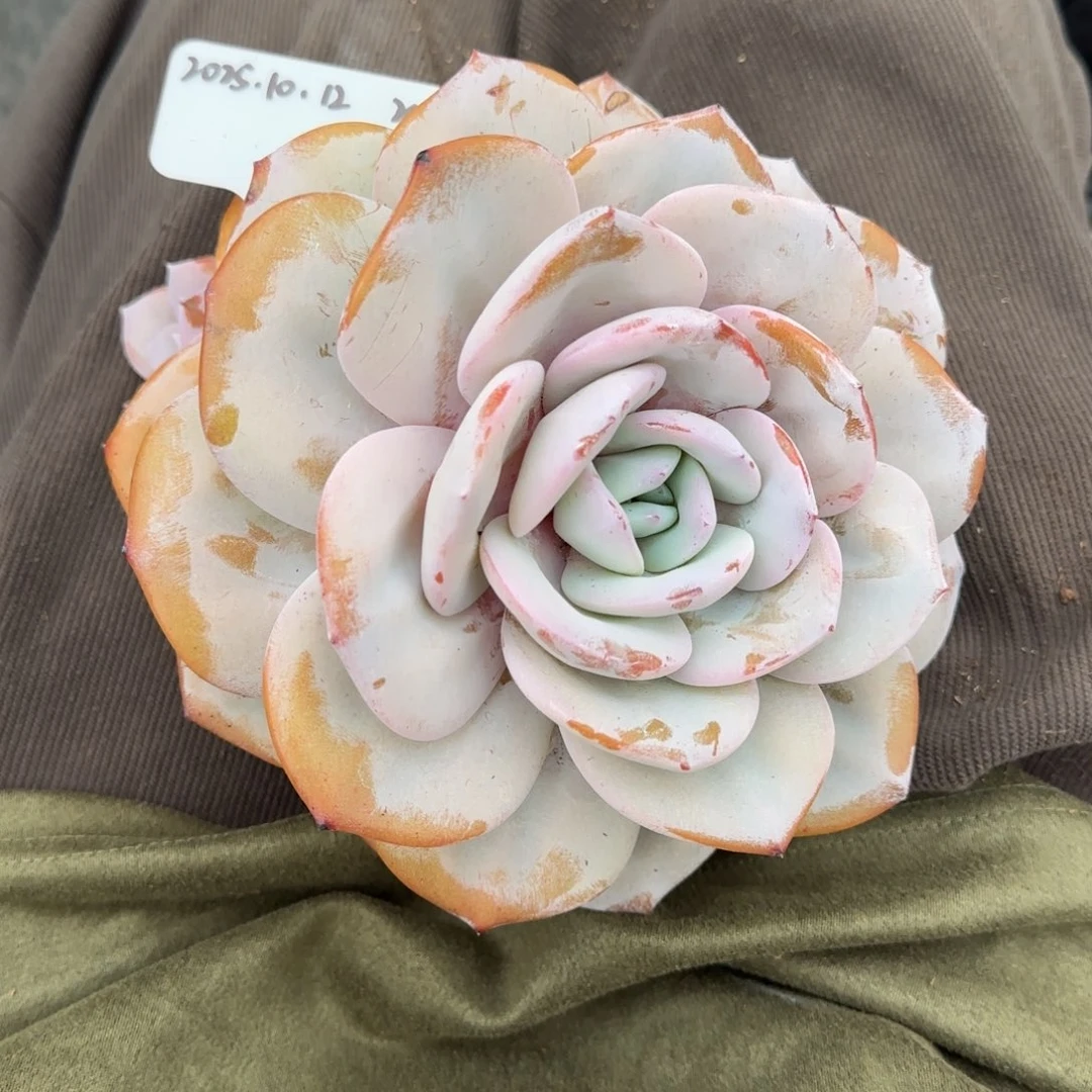 一物一拍精控大单头奶茶24