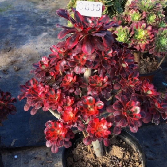 小***福法师多肉植物丽娜635