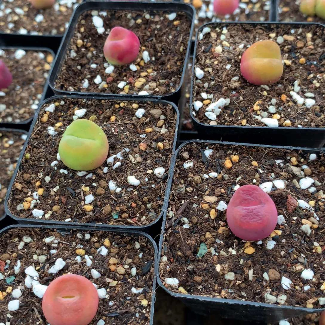 228母本母本五颗