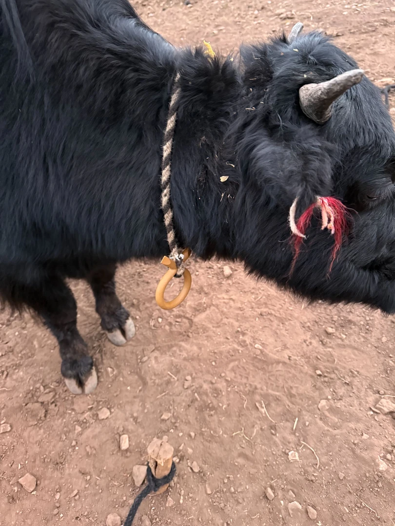 西藏包邮拴牛扣马绊扣牦牛卡扣牧场拴牛卡扣养殖设备牧场藏语恰日