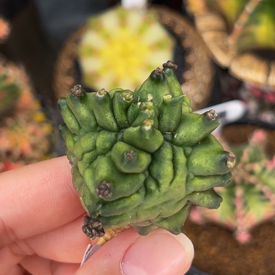 超推荐 四棱龟甲 米哈仙人球