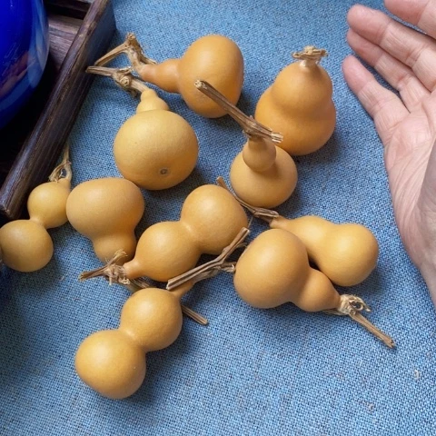 请看黄车请看黄车