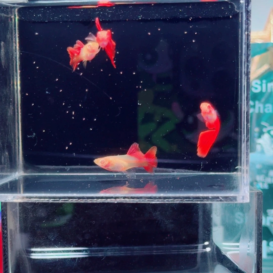 孔雀鱼2月2对鱼亚成孔雀鱼