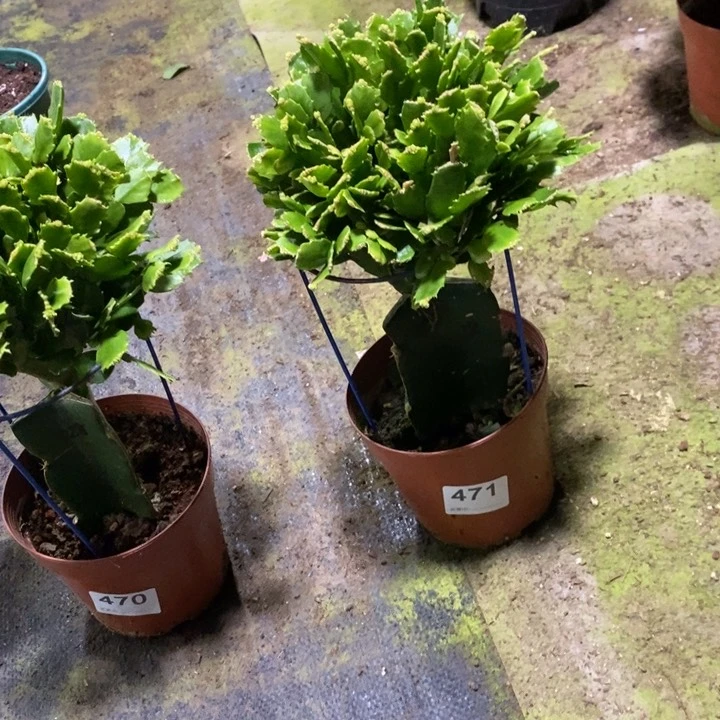 当前无花栽培后可以开花471嫁接028