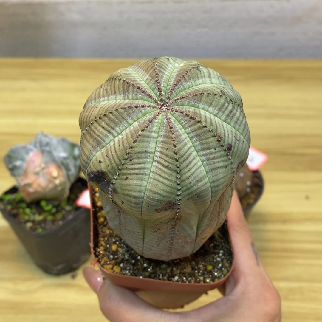 13号 自根欧布6公分带盆土