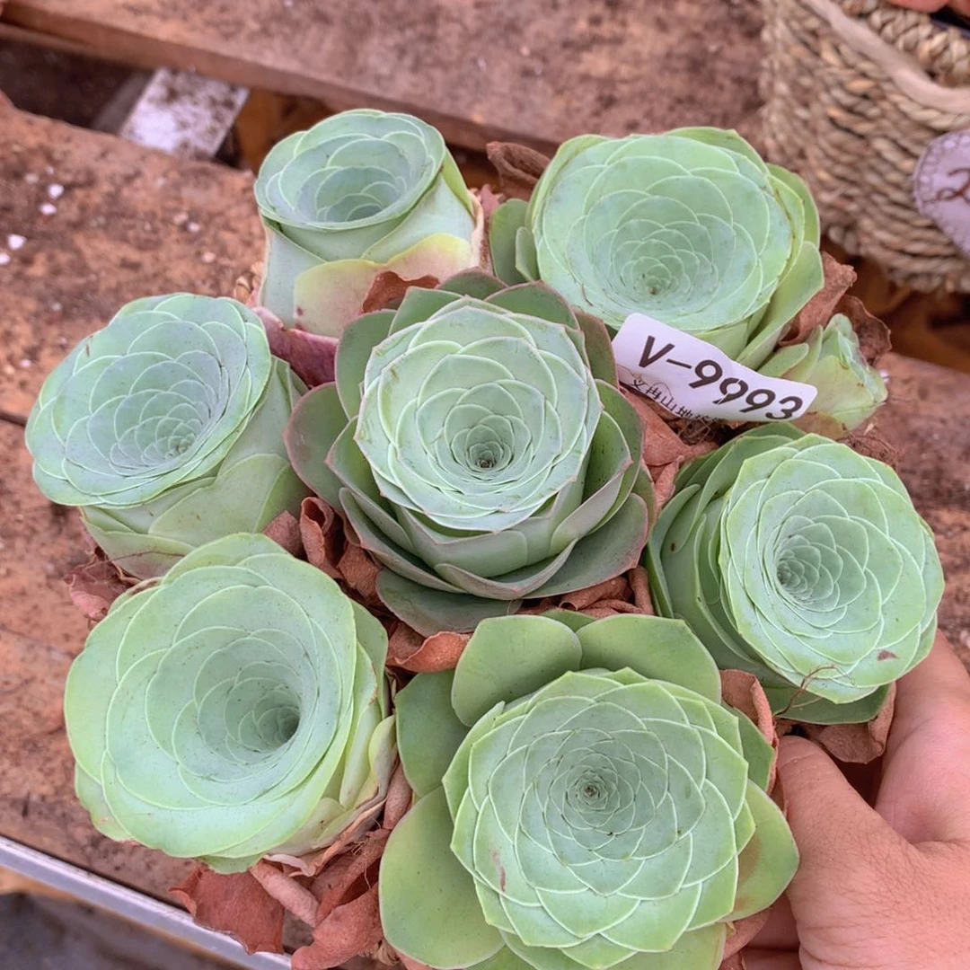 9993各种酒杯带篮子