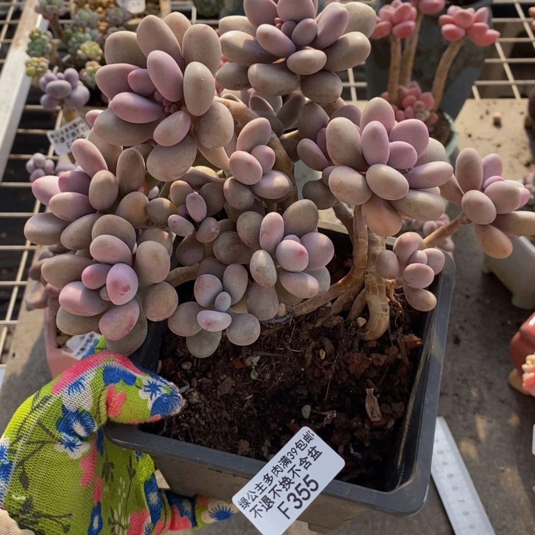 腰子桃蛋355/12c m