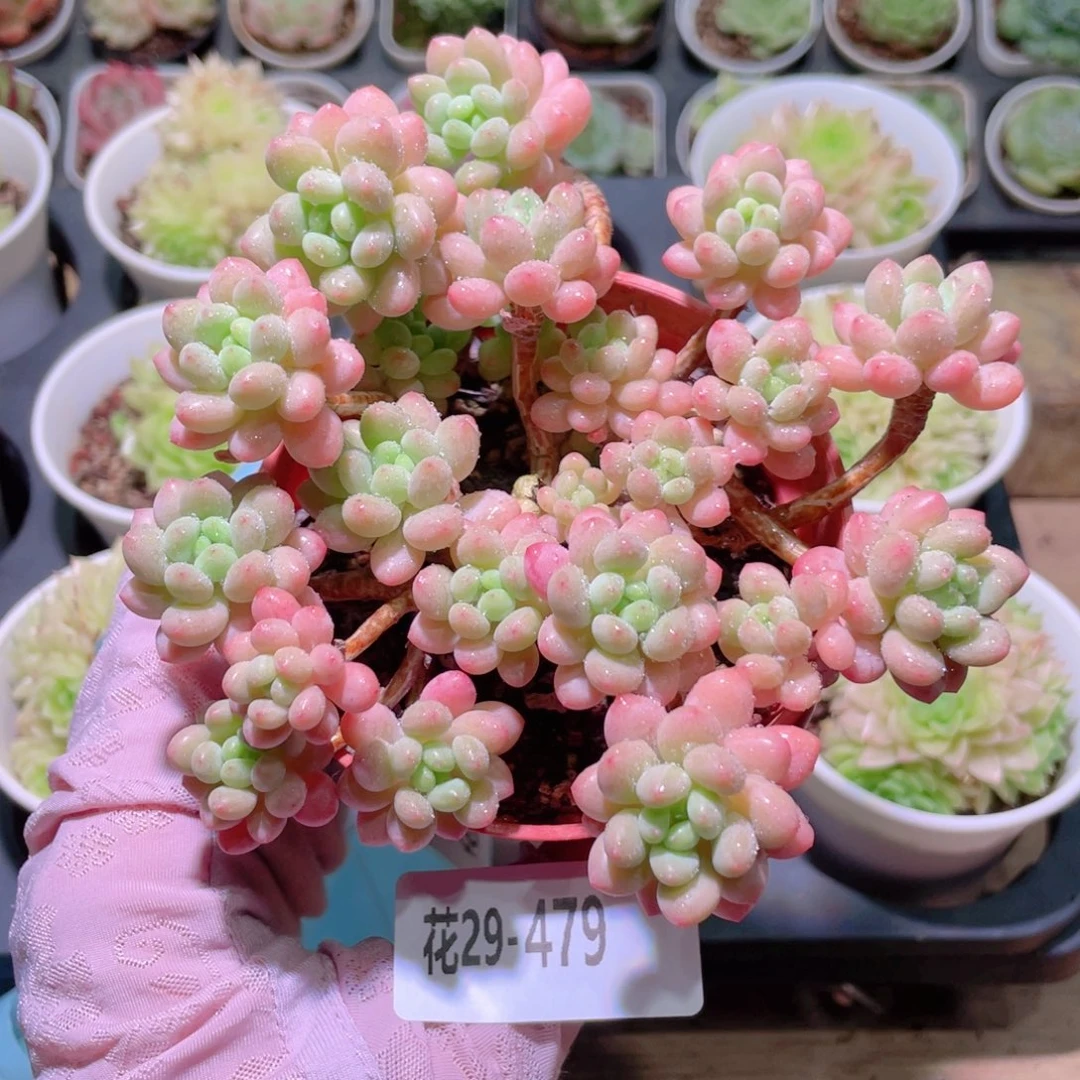 花利美29-479洛可可