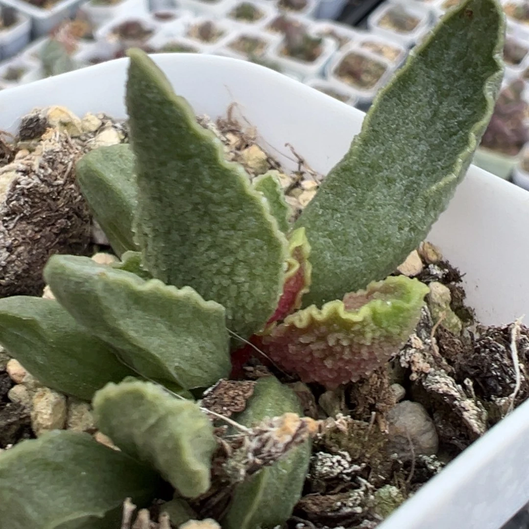 绿皮多肉植物水泡多肉植物