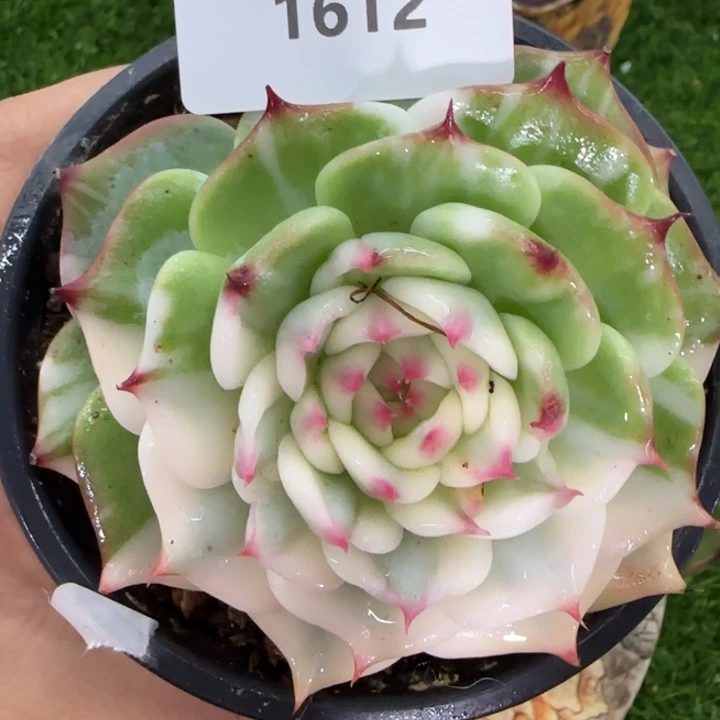 1612吉娃娃锦多肉植物