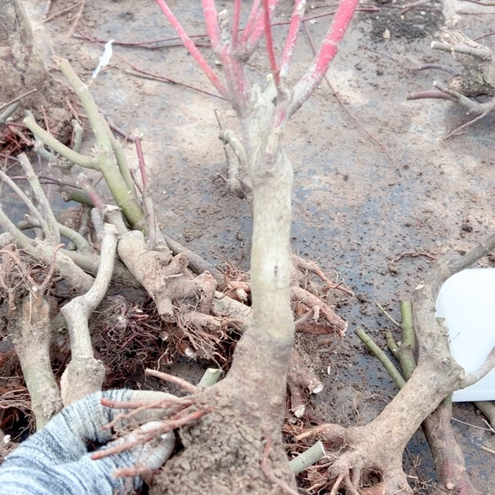 三***仔无花朵枫树……枫树