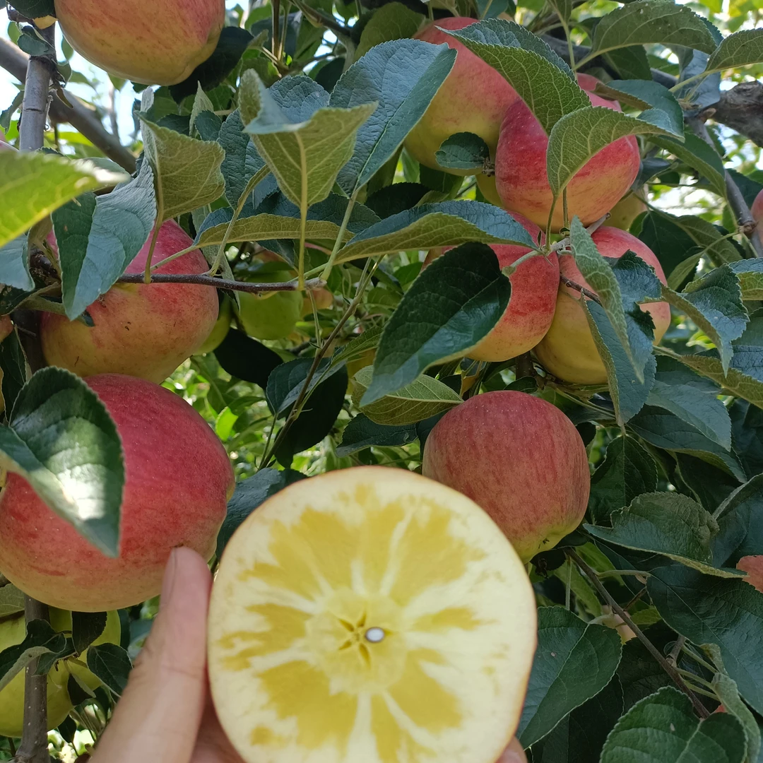 云南昭通红露丑苹果新鲜应季脆甜多汁现摘