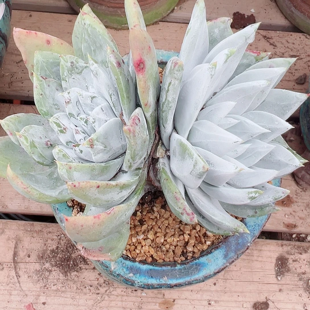 9215帕翠莎仙女杯多肉