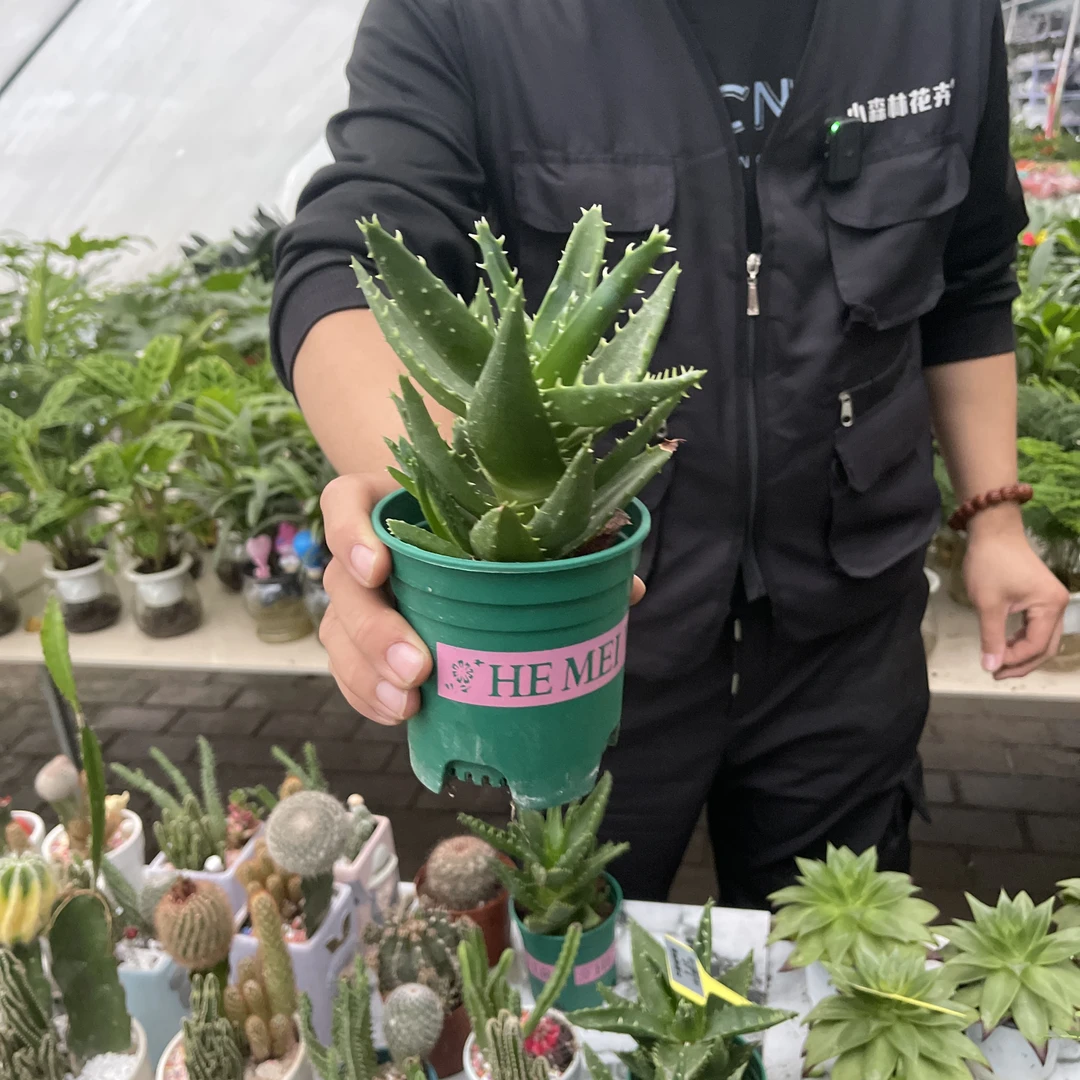 不夜城芦荟1盆好看