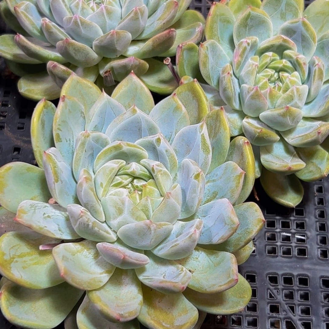 712多肉植物和各种