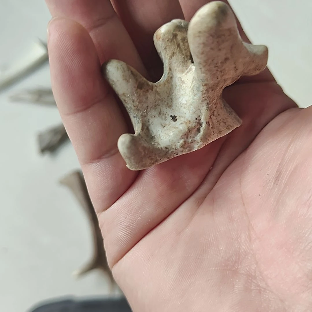 非金属鹿角精品小角