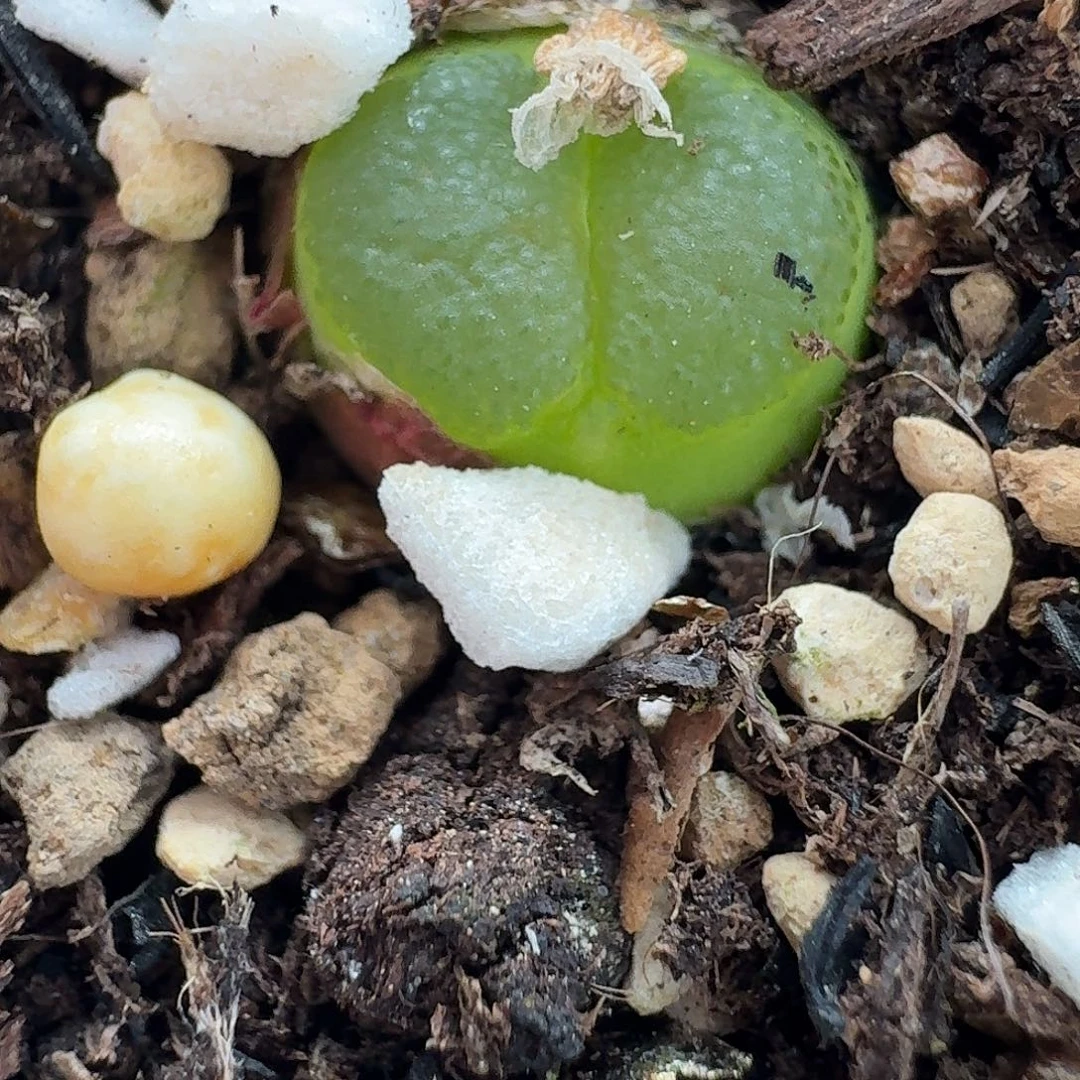 老马生石花雪茄575