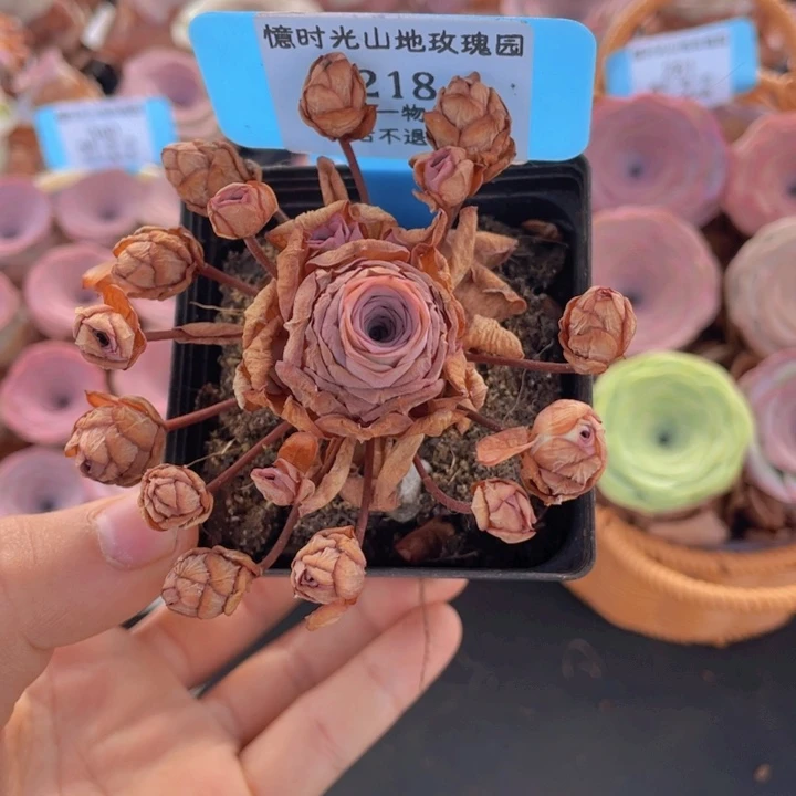 山地玫瑰218断枝不包损不售后