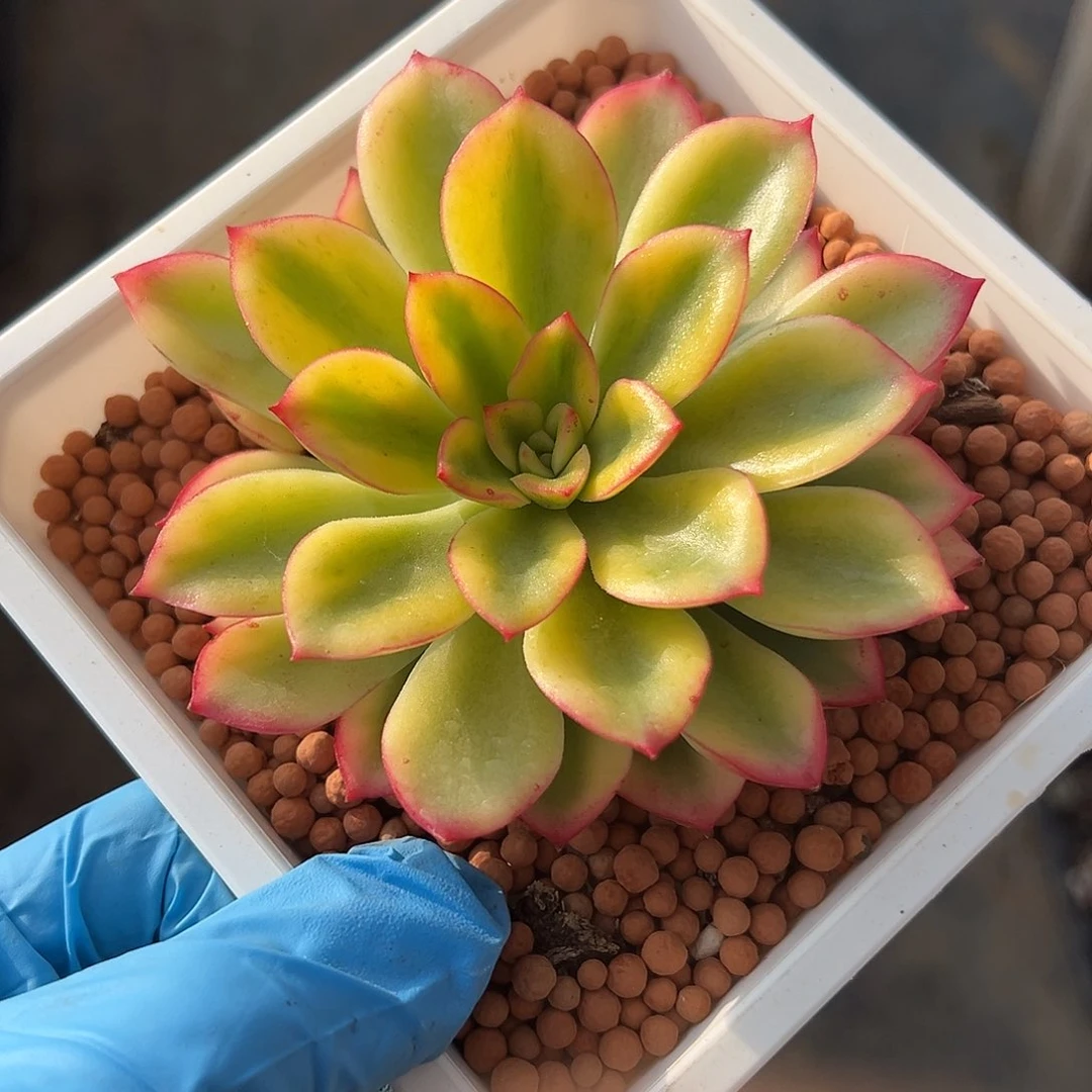 紫梦锦，覆轮锦多肉植物