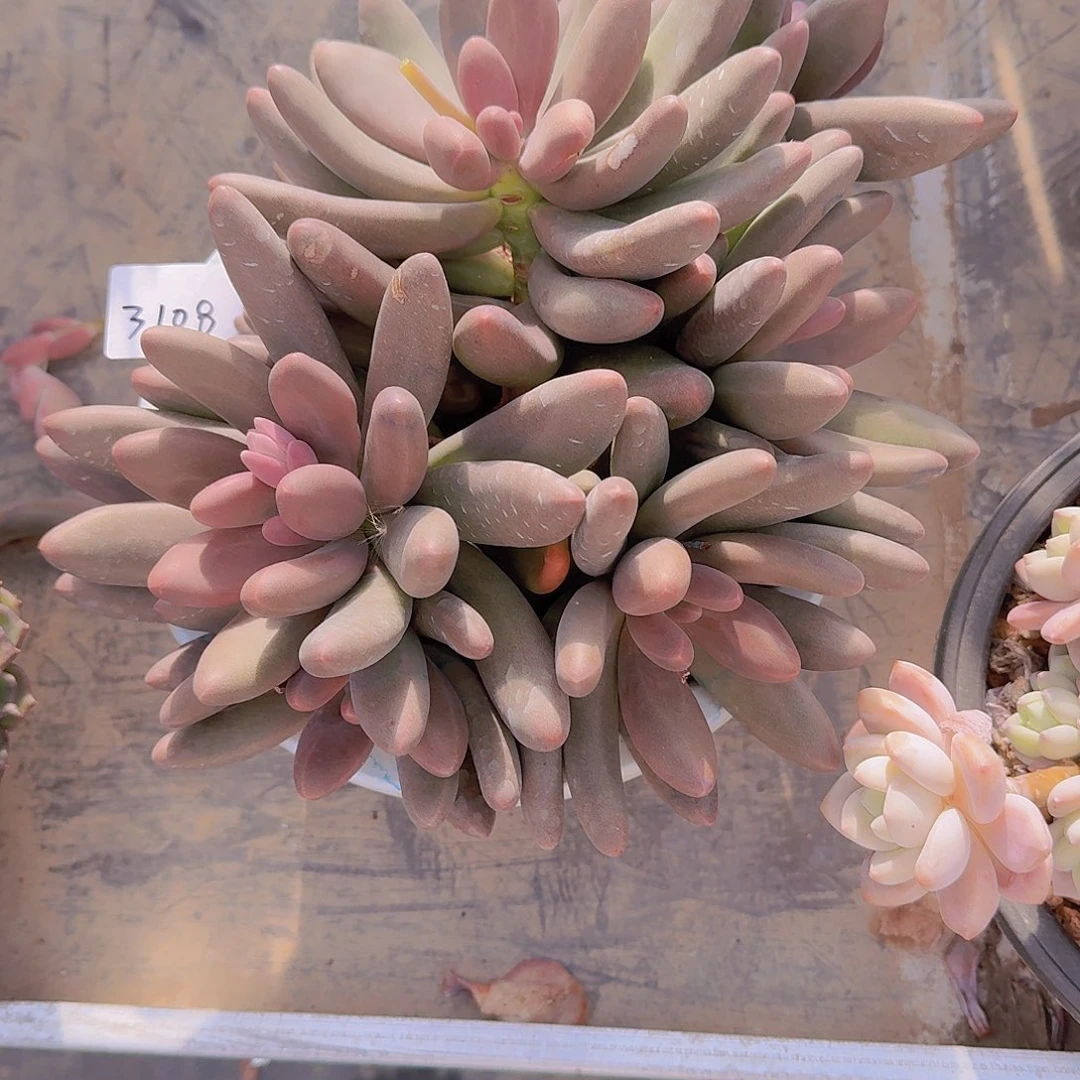 糖**?3108糖果美人多肉