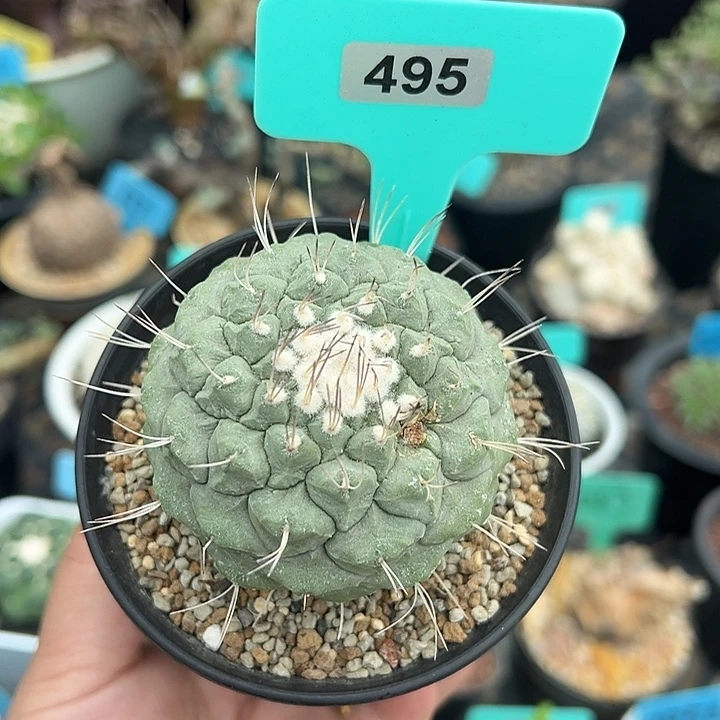 实生菊水多肉植物