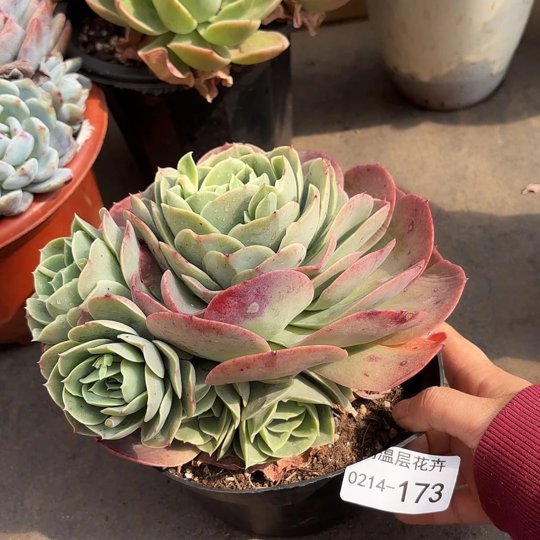 同温层多肉桃花坞173