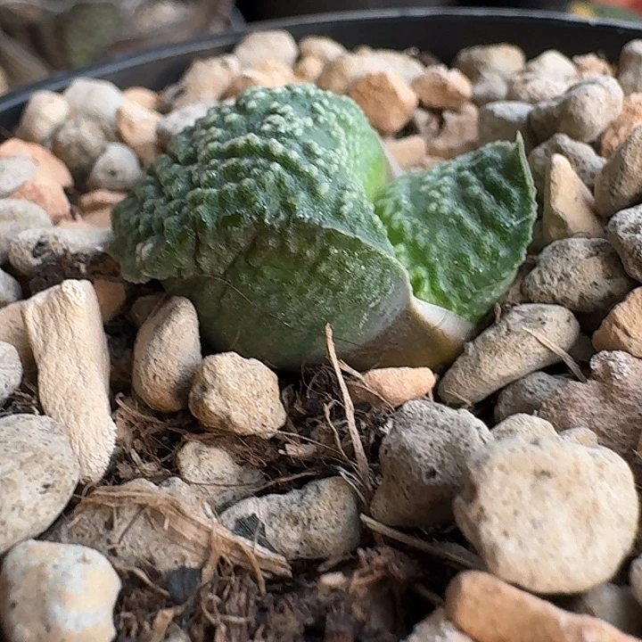 大厚叶大胖胖卧牛