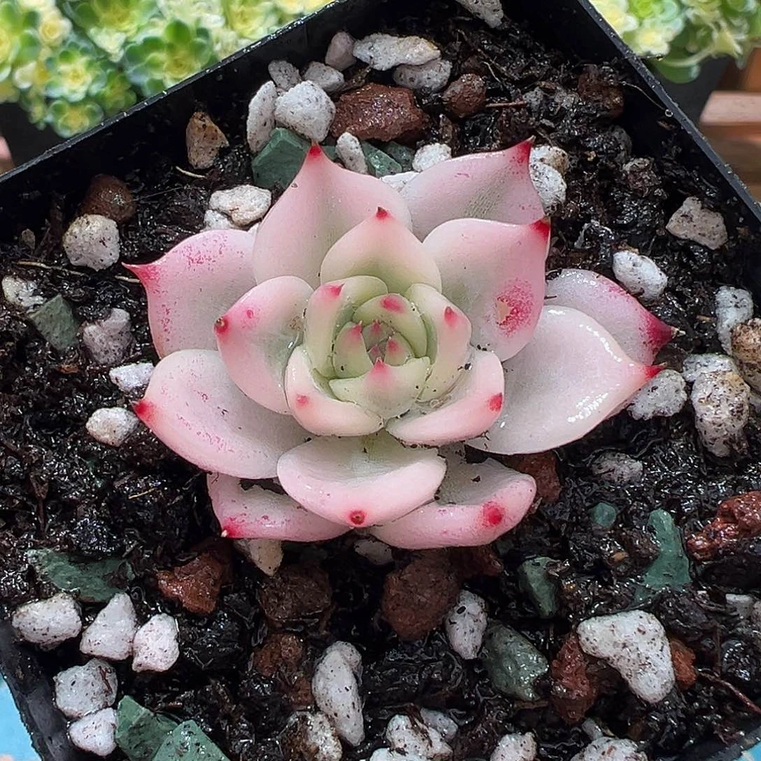 吉娃娃锦宽覆轮锦锦