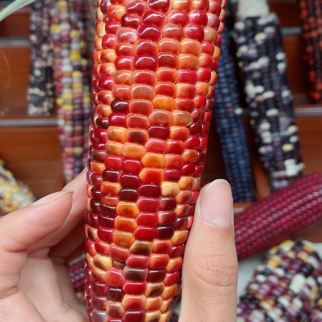 瑾***佳吊坠白玉菩提文玩玉米毛料精品